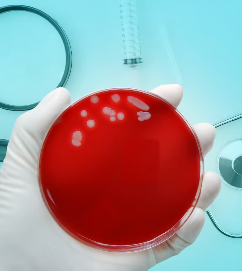 Gronkowiec złocisty MRSA Staphylococcus